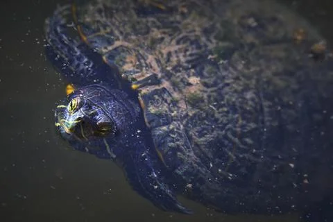 Close Up Turtle Face and Shell in Wetlands Park Water Animal Wildlife Stock Photos