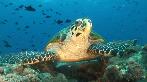 Close up turtle Stock Footage 56792129