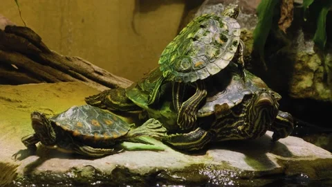 Close up of turtle Video stock 135890390