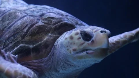 A close up of a turtle Video stock 155397615