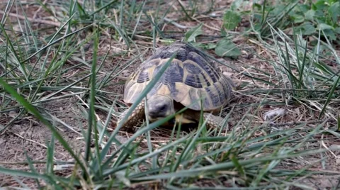 Close up of a turtle in the garden Stock Footage 65368322