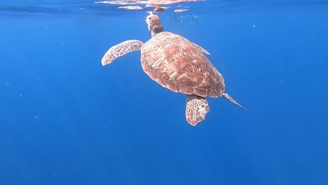 Close up of Turtle getting to the surface of water to breath 120P Stock Footage 122870335