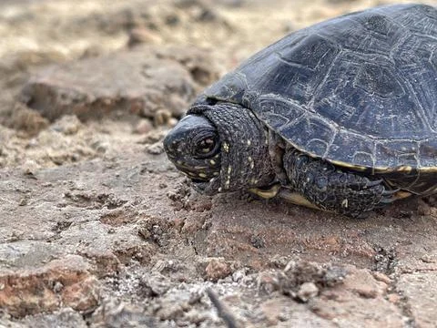 Close up turtle on ground wildlife macro Stock Photos