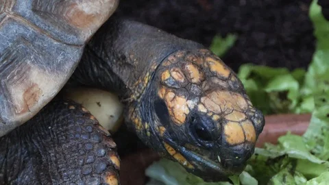Close up Turtle head eating Video stock 119447109
