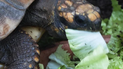 Close up Turtle head eating Stock Footage 119447301