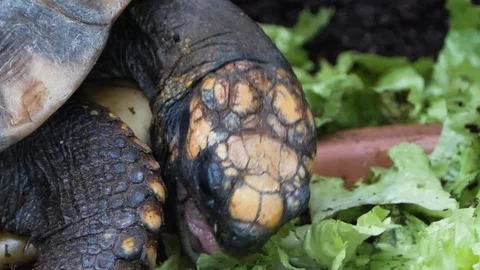 Close up Turtle head eating Video stock 119447424