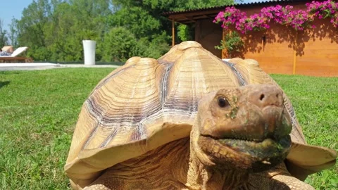 Close-up on turtle head jerking while tortoise is walking on green lawn Stock Footage 143268766