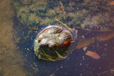 Close up of turtle head Stock Photos