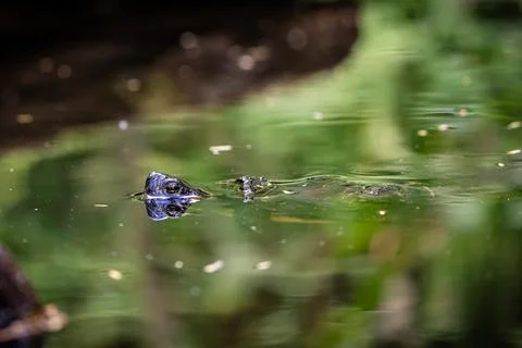 Close up of turtle head sticking out of the water Foto stock