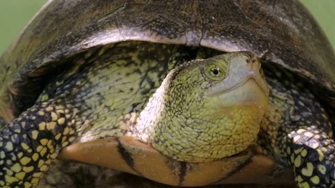 Close Up Of Turtle Head, Sun Resting Stock Footage 79672000
