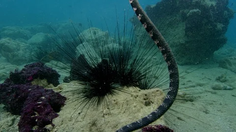Close up Turtle-headed sea snake swimming in open ocean. Stock Footage 111237635