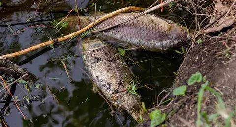 Close-up of turtle hiding in muddy pond with plants 库存照片