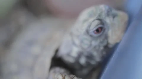 Close up of a turtle on land - 2 shots Stock Footage 37591036