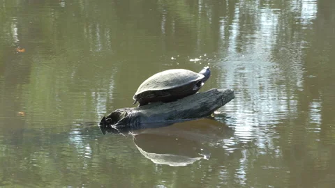 Close up of a turtle on a log going into the water 動画素材 204818991