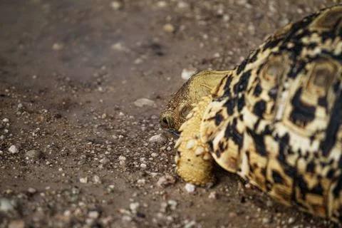 Close-up of a turtle moving on the ground at Etosha National Park in Namibia Foto stock