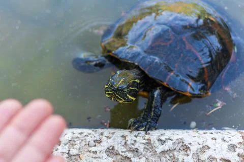Close turtle near open hand in pond as wildlife contact warning 库存照片