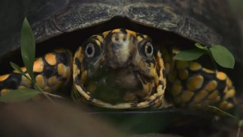 A close-up of a turtle opening its mouth with a vibrant, patterned shell Stock Footage 310730498