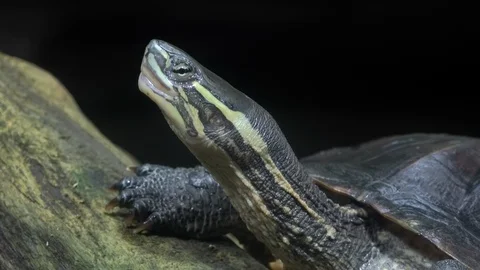 Close-up of turtle or terrapin sitting on tree trunk in repose and basking in su Stock Footage 93526535