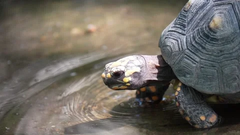 Close up of a turtle with patterned shell and yellow markings 스톡 동영상 344813047