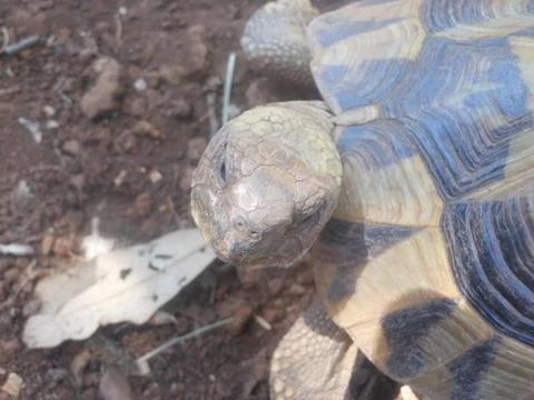 Close-up Turtle 写真素材