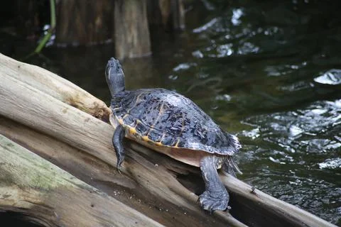 Close up of a Turtle relaxing on tree trunk in water Stock-Fotos