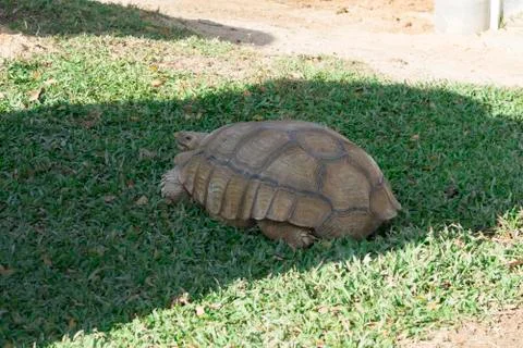 Close up turtle resting in the garden Stock Photos