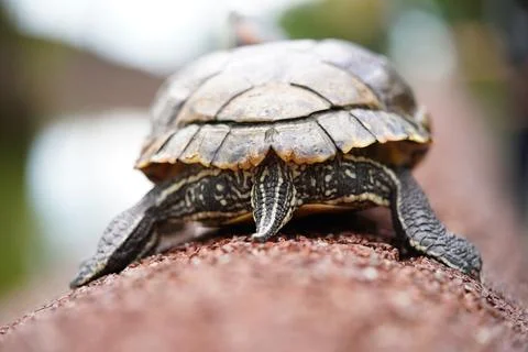Close Up of Turtle Shell and Legs Outdoors Stock Photos