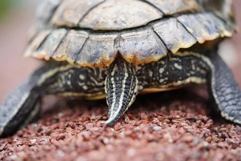 Close up of Turtle Shell and Tail on Gravel Surface Stock Photos