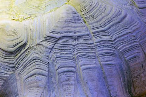 Close-up on turtle shell, background, wireframe texture. Stock Photos