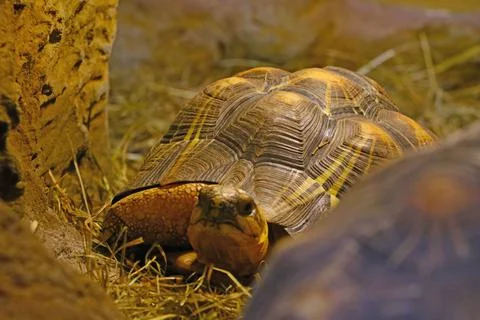 Close-up on the turtle shell in the park. Stock Photos