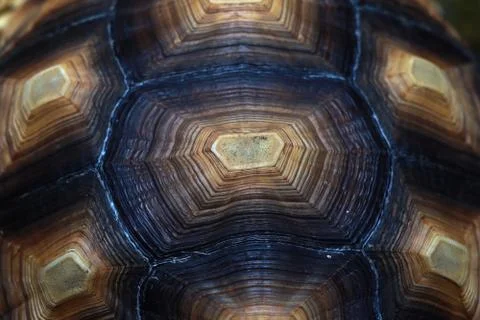 Close up Turtle shell pattern Stock Photos