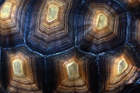 Close up Turtle shell pattern Stock Photos