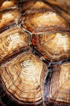 Close-up of turtle shell Stock Photos