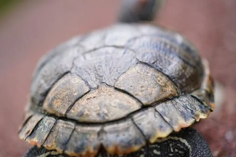 Close up of a Turtle Shell Reptile Macro Shot Stock Photos