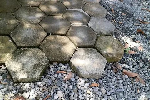Close-up of turtle shell on rocky ground outdoors Foto stock