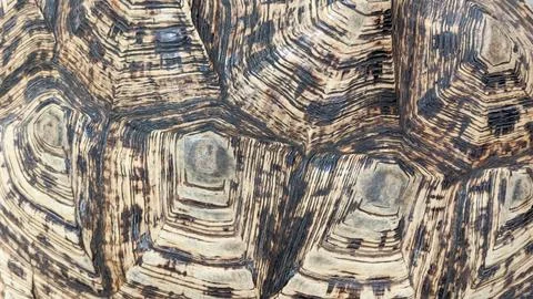 Close-up of a turtle shell, showing intricate patterns and textures Stock Photos