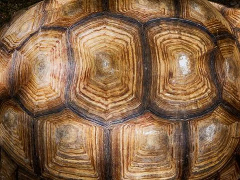 Close up of turtle shell textured and background. Stock Photos