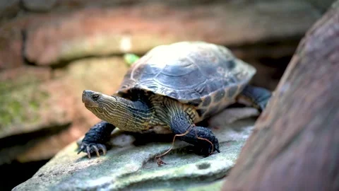 Close-up of a turtle that sits motionless on a stone against the background Stock Footage 235957014