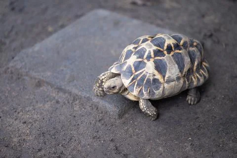 Close-up turtle, slow life On the ground with a protective shield. Beautifu.. Stock Photos