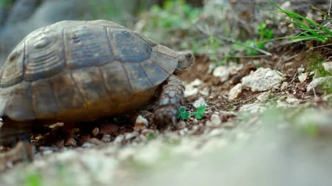 Close up turtle slowly and carefully looked out of its shell outdoors in wild Stock Footage 164846604