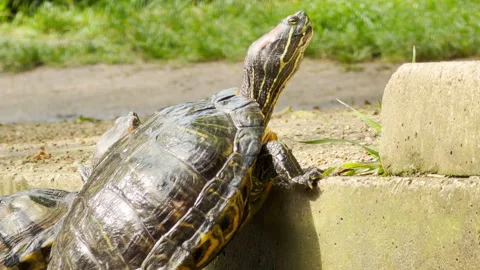 A Close-Up of a Turtle Stretching to Bask on a Ledge in a Spring City Park Stock Footage 335599123