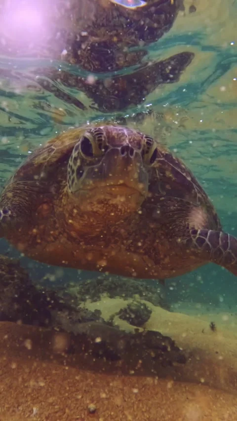 Close up of turtle swimming in clear waters 스톡 동영상 331063267