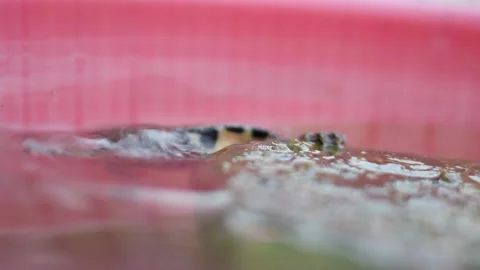 Close-up on a turtle swimming in a water. Stock Footage 158826689