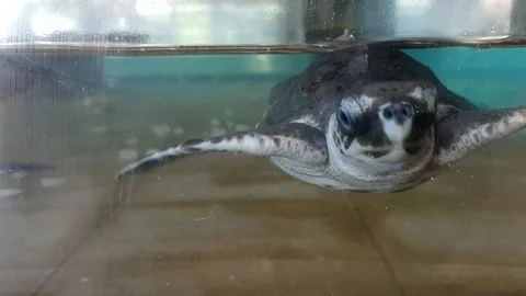 Close up turtle tortoise child kid inside water aquarium in animal breeding c Stock Footage 119648487