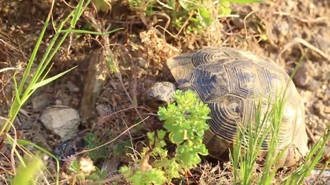 Close-up turtle video Stock Footage 90218321