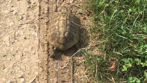 Close up of turtle walking Video stock 151914882