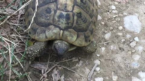 Close up of turtle walking Stock Footage 151914890