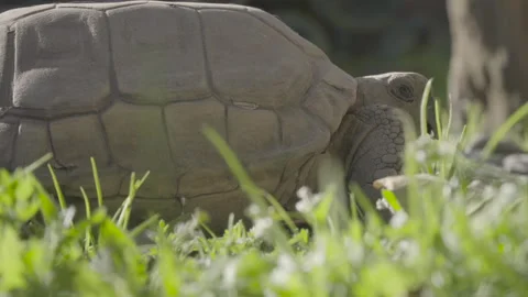 Close up of turtle walking through the grass, crossing video shot Stock Footage 139011902