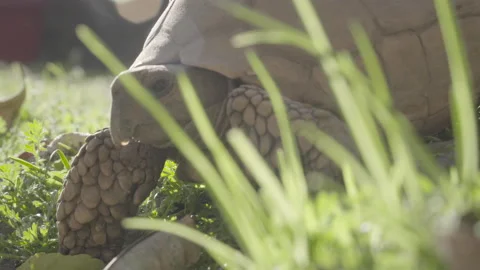 Close up of turtle walking through the grass, crossing video shot Stock Footage 139014441