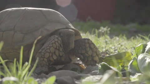 Close up of turtle walking through lettuce Stock Footage 139015012